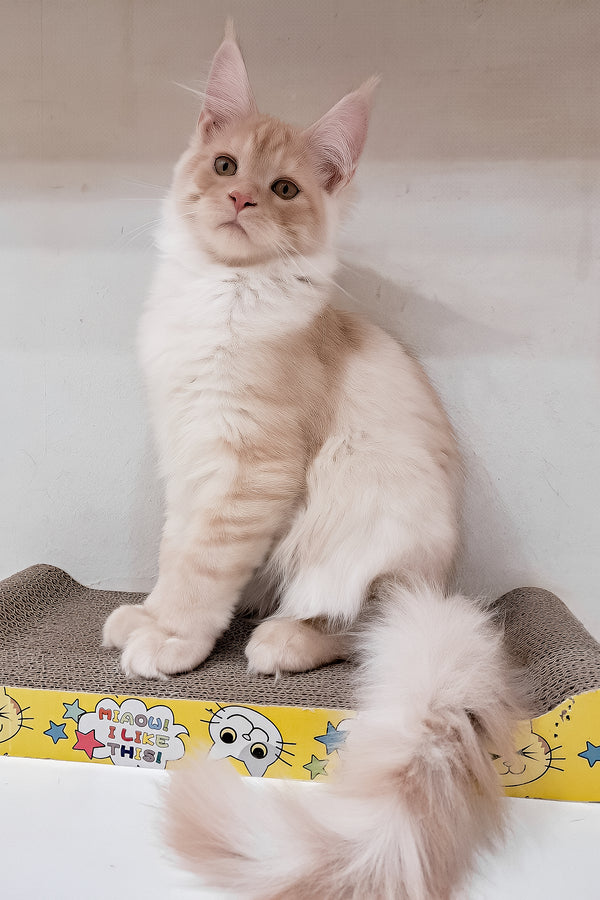 Chris | Maine Coon Kitten