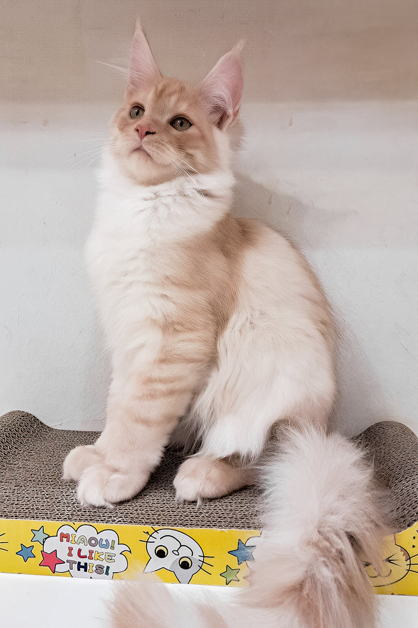 Chris | Maine Coon Kitten