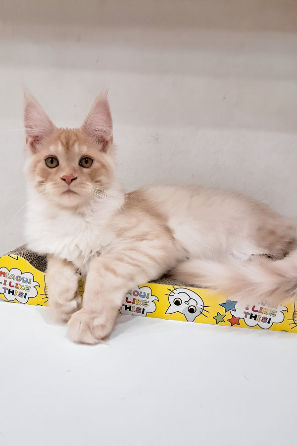 Chris | Maine Coon Kitten