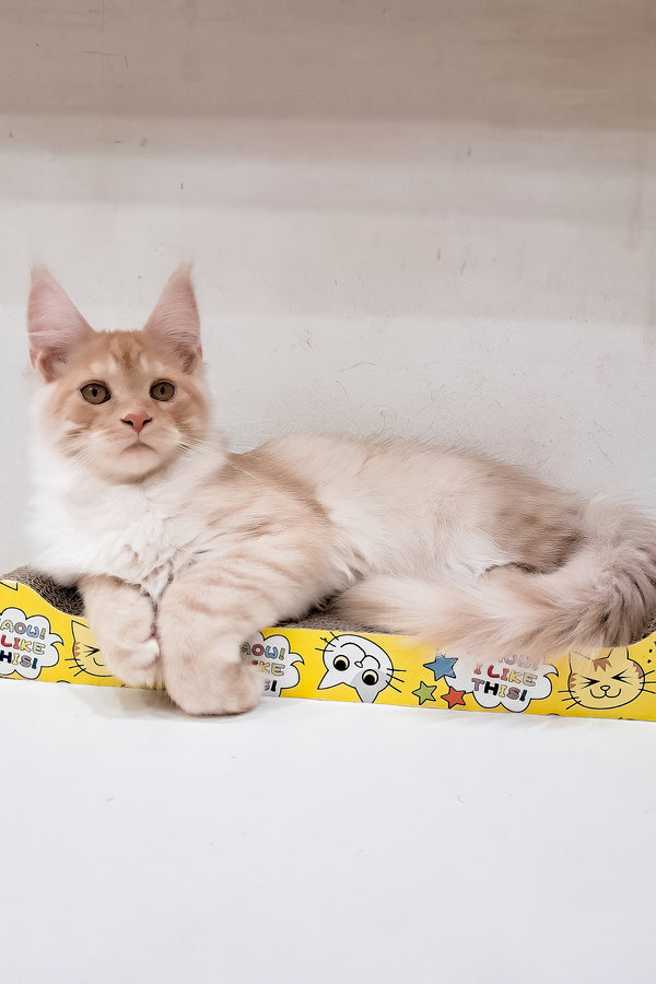 Chris | Maine Coon Kitten