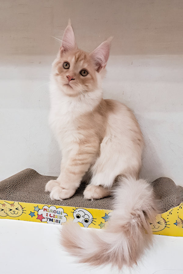 Chris | Maine Coon Kitten