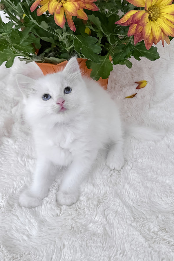 Daisy | Ragdoll Kitten