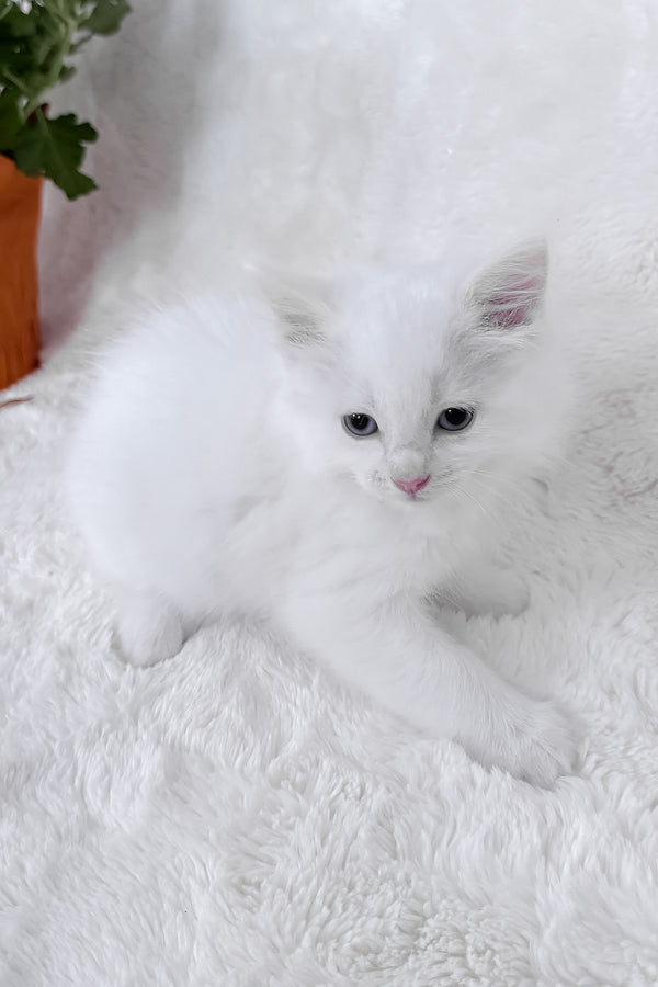 Daisy | Ragdoll Kitten