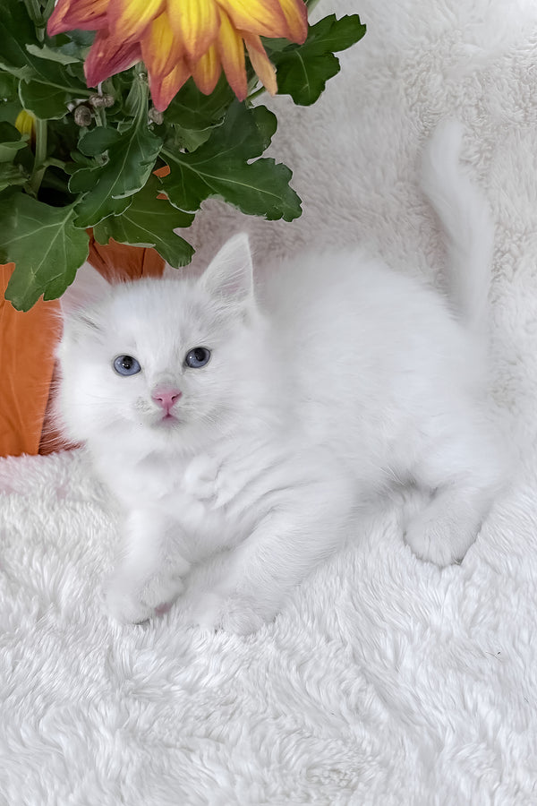Daisy | Ragdoll Kitten