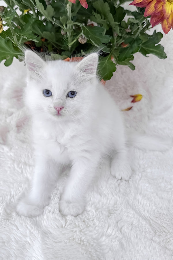 Daisy | Ragdoll Kitten