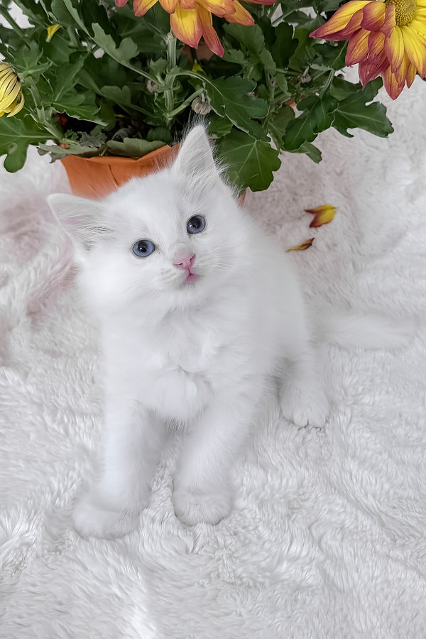 Daisy | Ragdoll Kitten