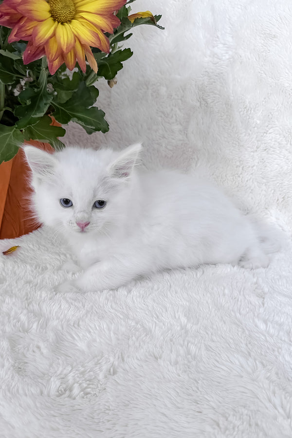 Daisy | Ragdoll Kitten