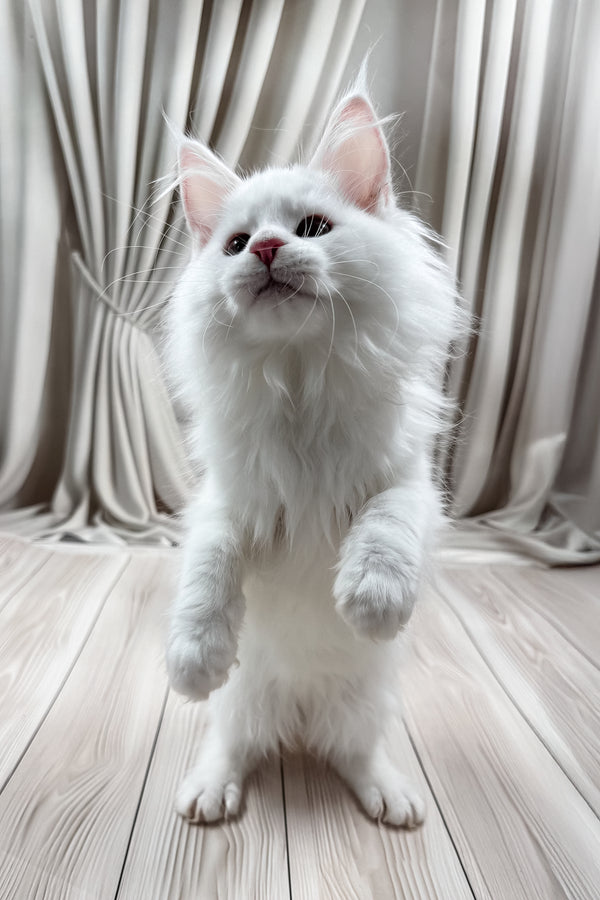 Daizy | Maine Coon Kitten