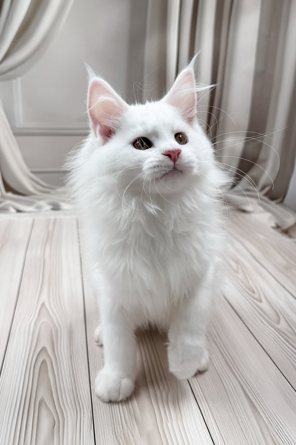 Daizy | Maine Coon Kitten