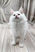 Daizy | Maine Coon Kitten