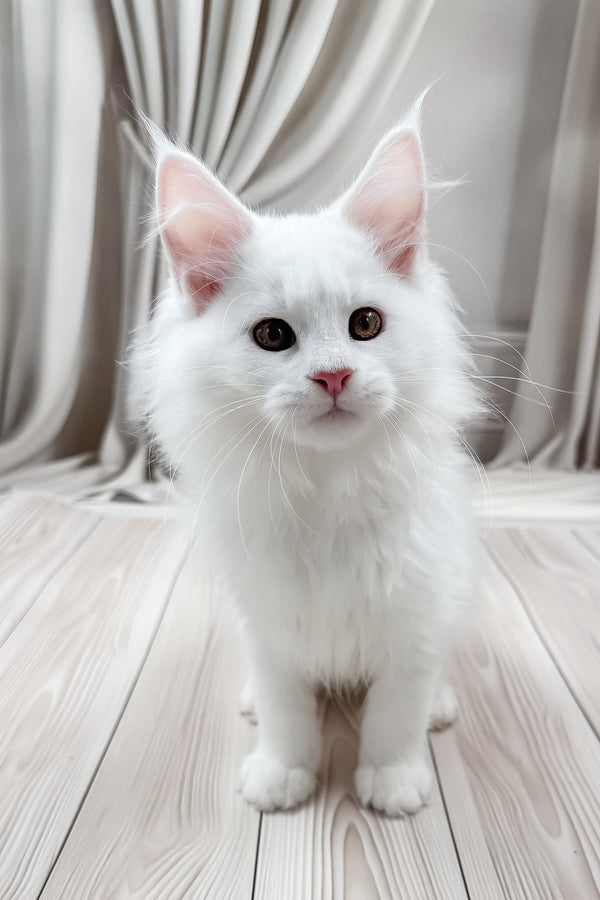 Daizy | Maine Coon Kitten