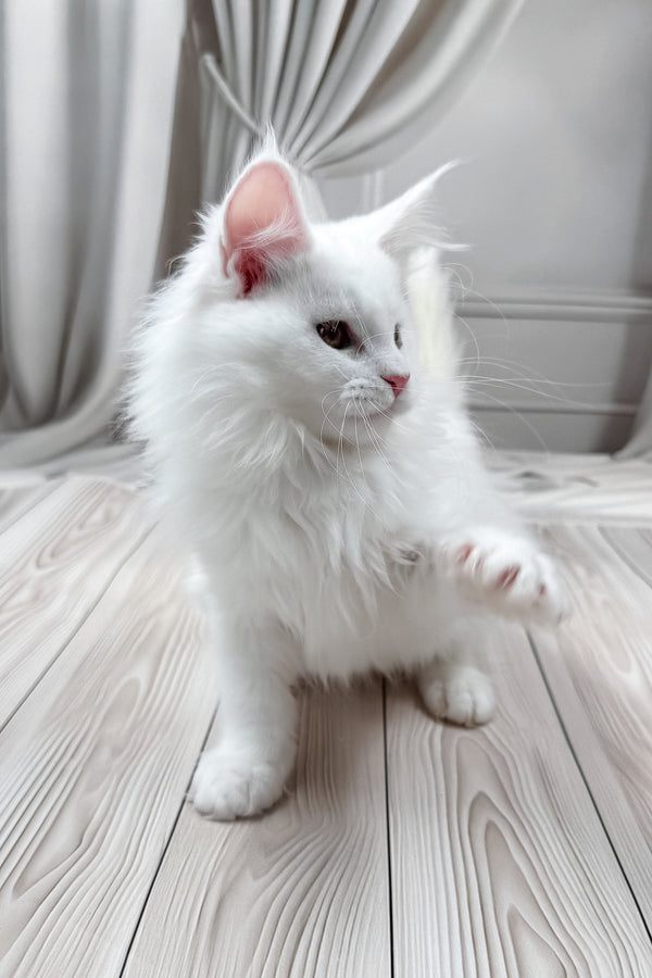 Daizy | Maine Coon Kitten