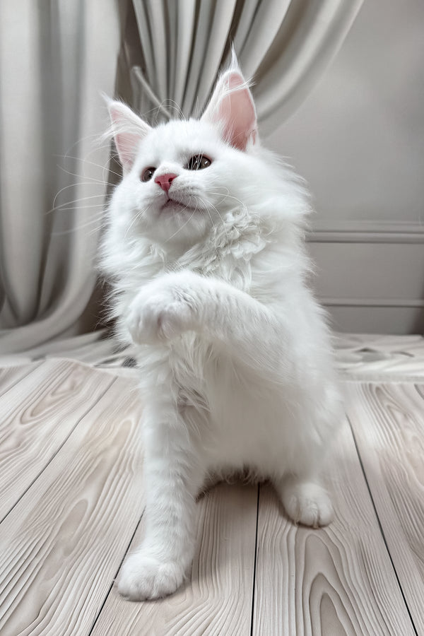 Daizy | Maine Coon Kitten