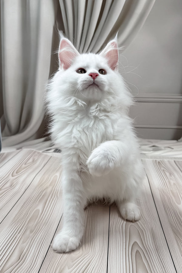 Daizy | Maine Coon Kitten