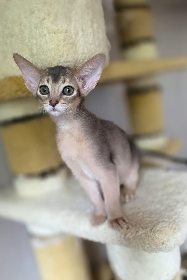 Dakar | Abyssinian Kitten