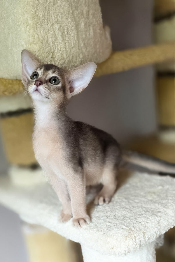 Dakar | Abyssinian Kitten