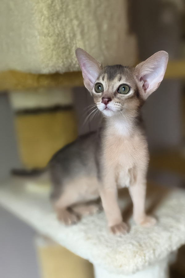 Dakar | Abyssinian Kitten