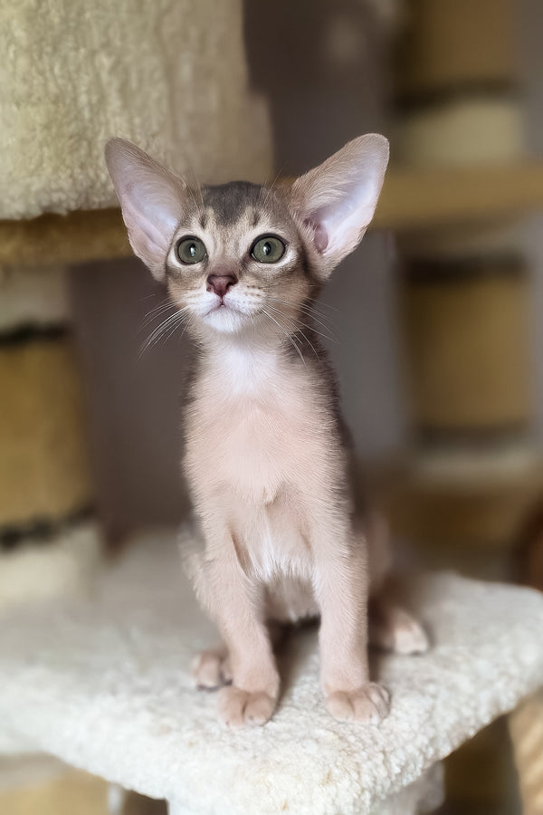 Dakar | Abyssinian Kitten