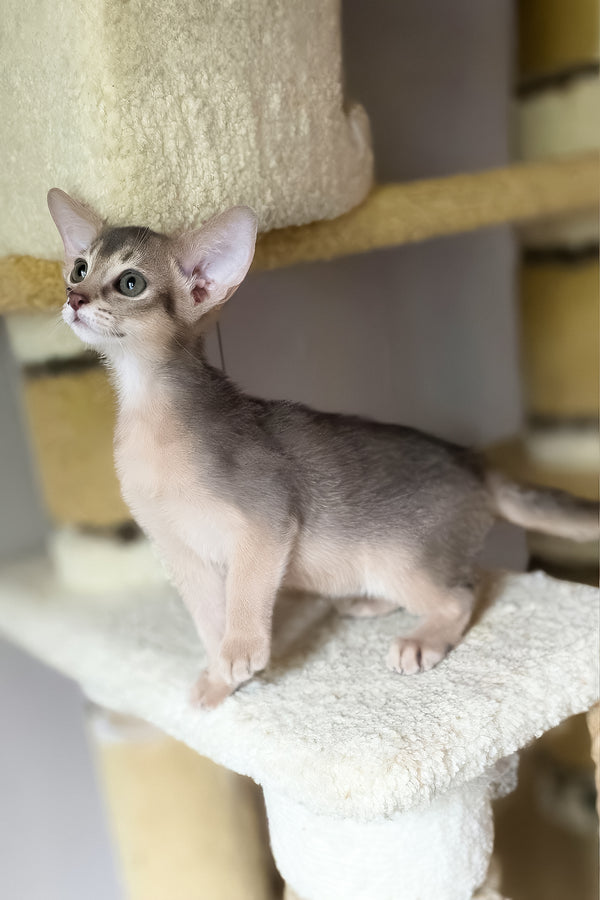 Dakar | Abyssinian Kitten