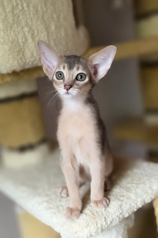 Dakar | Abyssinian Kitten