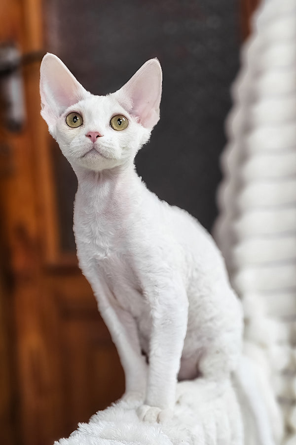 Dana | Devon Rex Kitten