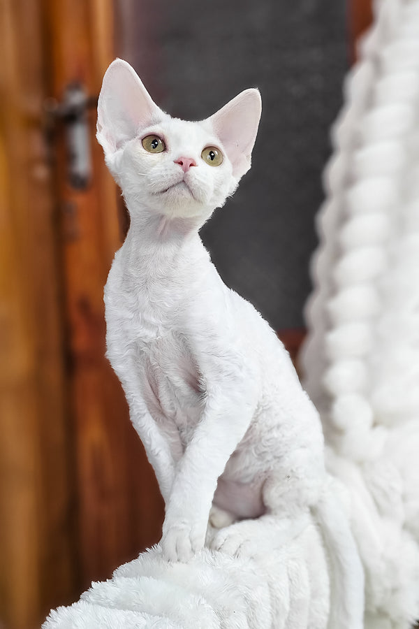 Dana | Devon Rex Kitten