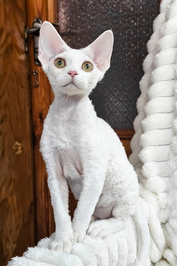 Dana | Devon Rex Kitten