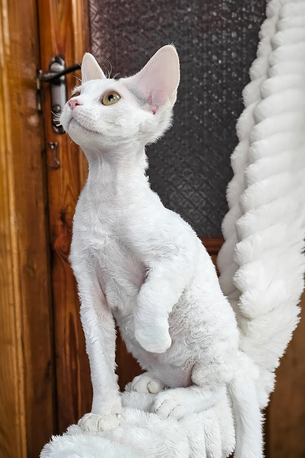 Dana | Devon Rex Kitten