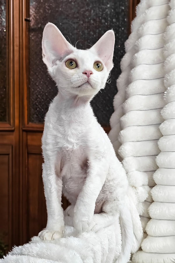 Dana | Devon Rex Kitten