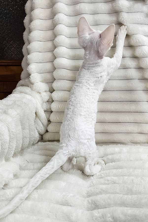 Dana | Devon Rex Kitten