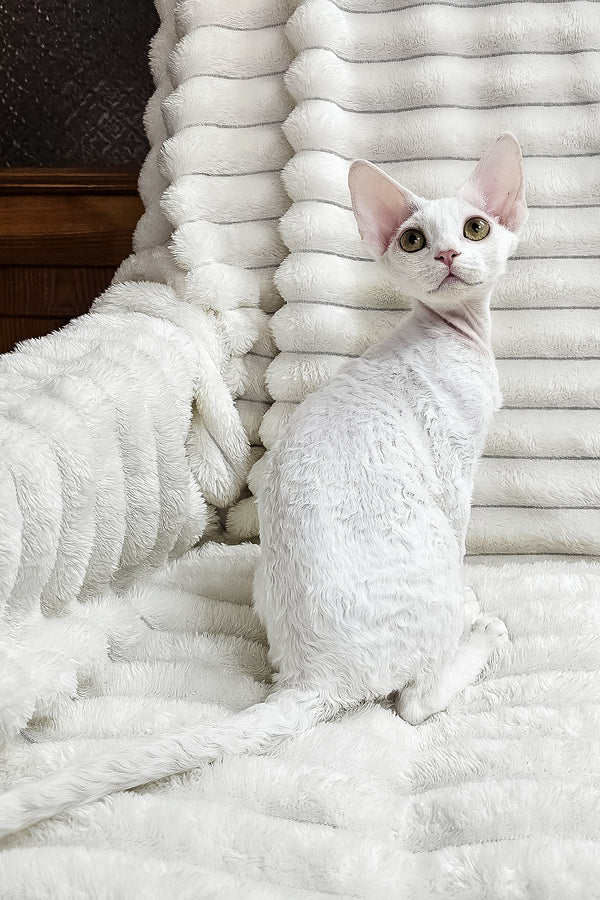 Dana | Devon Rex Kitten