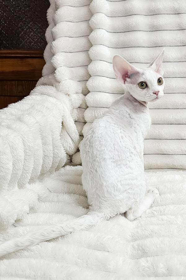 Dana | Devon Rex Kitten