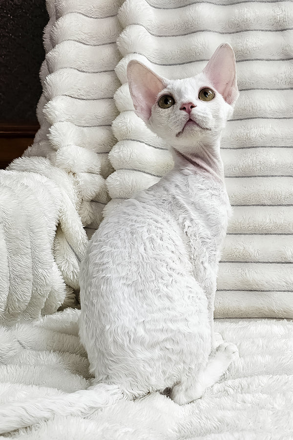 Dana | Devon Rex Kitten