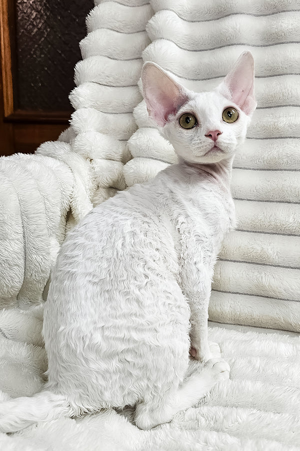 Dana | Devon Rex Kitten