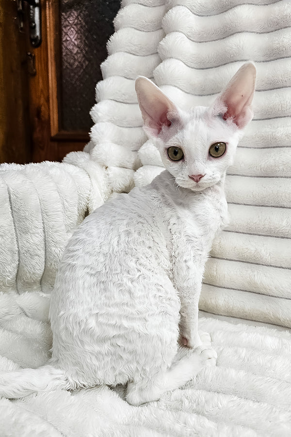 Dana | Devon Rex Kitten