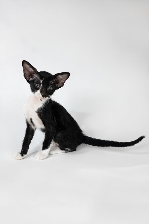 Daphne | Oriental Shorthair Kitten