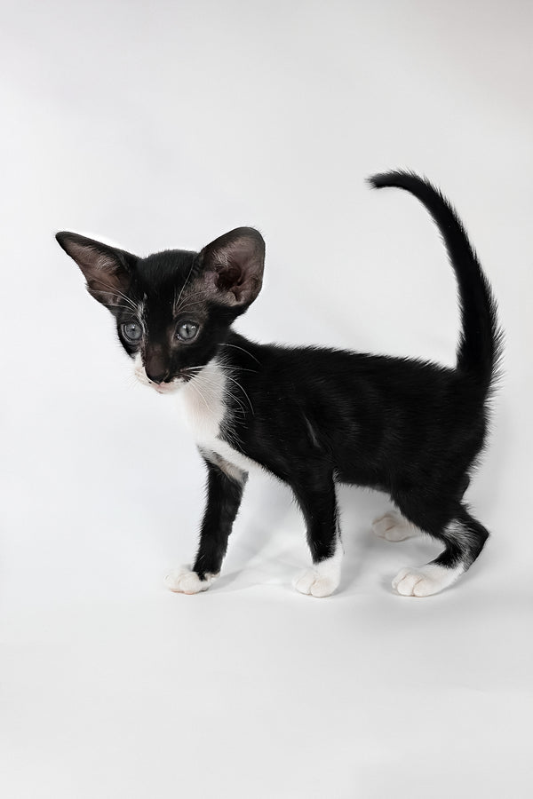 Daphne | Oriental Shorthair Kitten