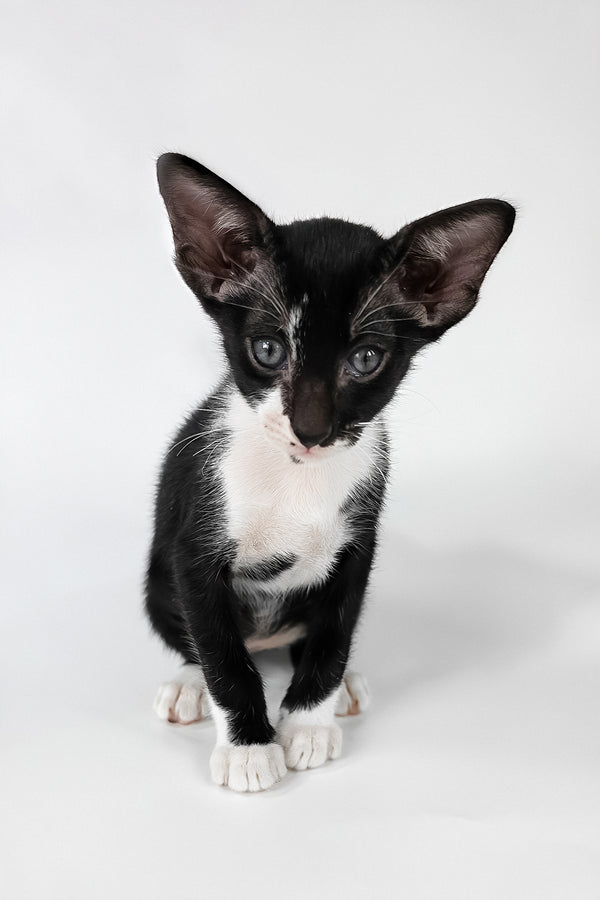 Daphne | Oriental Shorthair Kitten