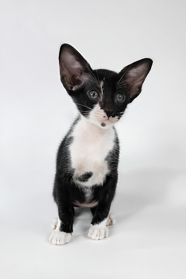Daphne | Oriental Shorthair Kitten