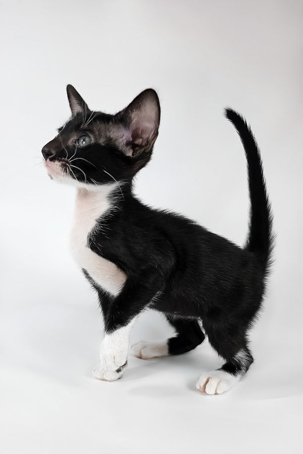 Daphne | Oriental Shorthair Kitten