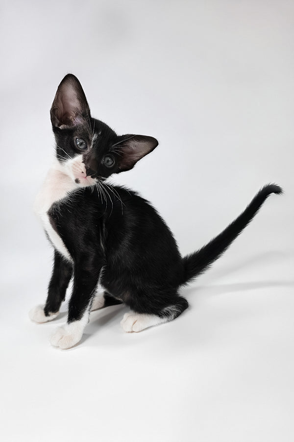 Daphne | Oriental Shorthair Kitten