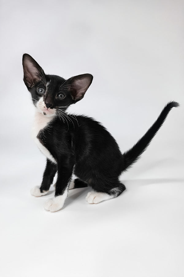 Daphne | Oriental Shorthair Kitten