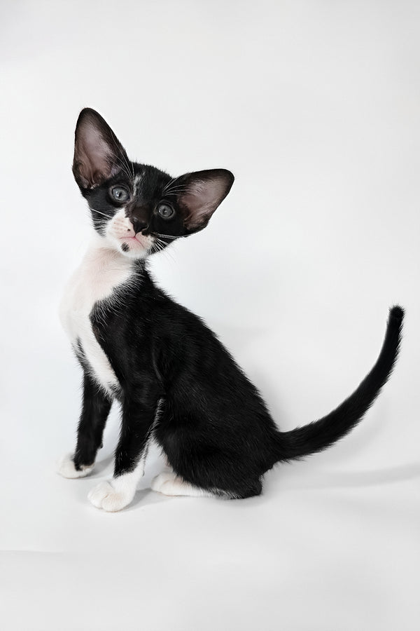 Daphne | Oriental Shorthair Kitten