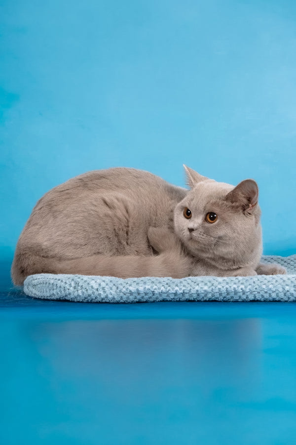 Darcy | British Shorthair Kitten