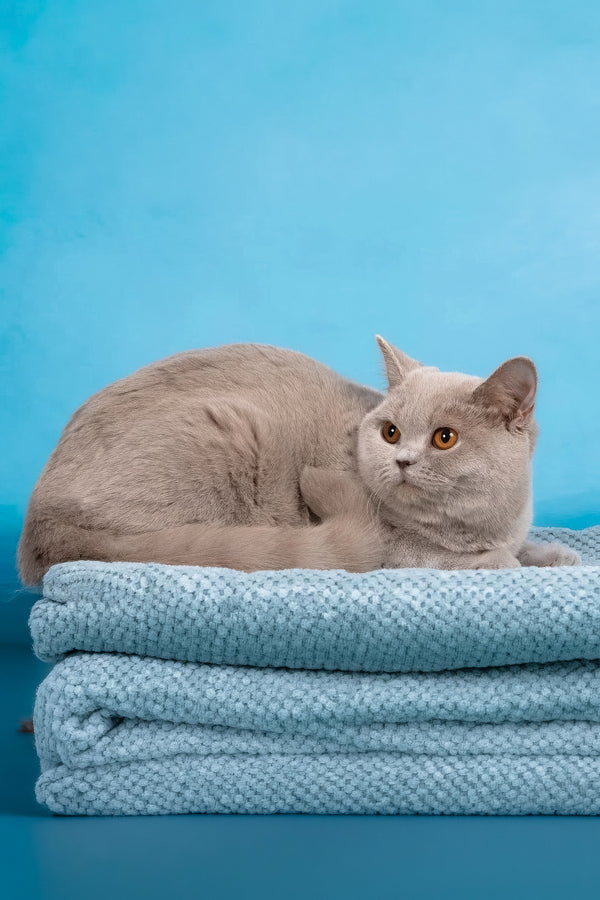 Darcy | British Shorthair Kitten