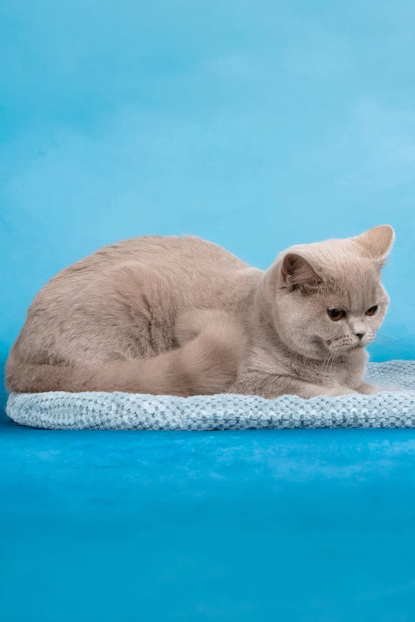 Darcy | British Shorthair Kitten