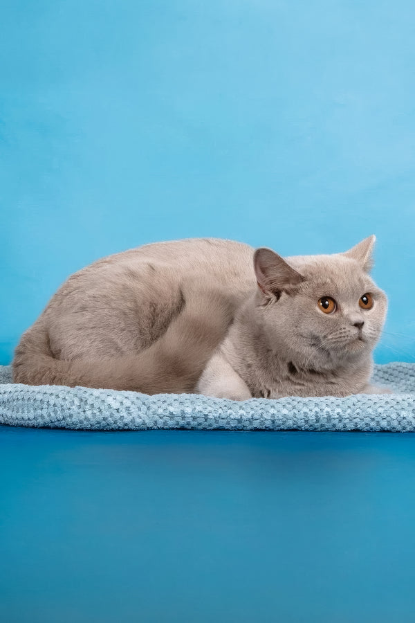 Darcy | British Shorthair Kitten