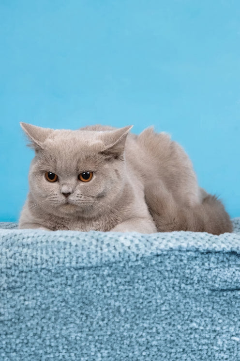 Darcy | British Shorthair Kitten
