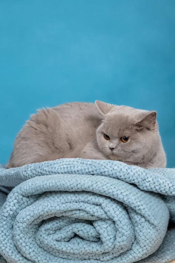 Darcy | British Shorthair Kitten