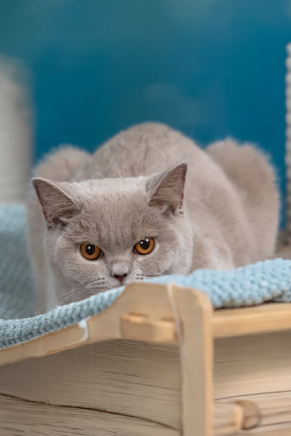Darcy | British Shorthair Kitten
